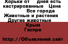   Хорьки от 35 дней есть кастрированные › Цена ­ 2 000 - Все города Животные и растения » Другие животные   . Крым,Гаспра